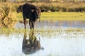 Calf grazing in the Marshes of the Ampurdan Royalty Free Stock Photo