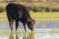 Calf grazing in the Marshes of the Ampurdan Royalty Free Stock Photo