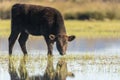 Calf grazing in the Marshes of the Ampurdan Royalty Free Stock Photo