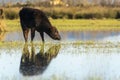 Calf grazing in the Marshes of the Ampurdan Royalty Free Stock Photo