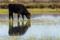 Calf grazing in the Marshes of the Ampurdan Royalty Free Stock Photo