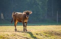 Calf grazing in the pasture