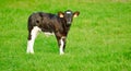 Calf with green background