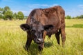 Calf Royalty Free Stock Photo