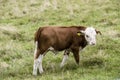 Calf on green grass near Oppenau, Black Forest, Germany