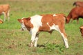Calf on meadow, cows on pasture in background