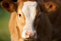 Calf on green meadow. cute baby cow Royalty Free Stock Photo