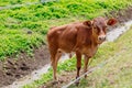 Calf in a green paddock in Fiji Royalty Free Stock Photo
