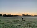 Calf in a green pasture, silhouette, sunrise with fog