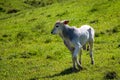 Calf on green pasture