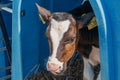 Calf head portrait, close up. Calf-box in dairy farm. Growing young dairy calves Royalty Free Stock Photo