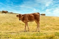 Calf in a herd of cows Royalty Free Stock Photo