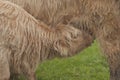 Highland cattle in Scotland, calf and female Royalty Free Stock Photo