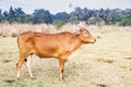 Calf of Indian sacred humpback cow zebu in the meadow Royalty Free Stock Photo