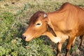 Calf of Indian sacred humpback cow zebu in the meadow Royalty Free Stock Photo