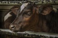 The calf at a dairy farm Royalty Free Stock Photo