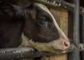 The calf at a dairy farm Royalty Free Stock Photo