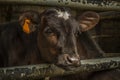 The calf at a dairy farm Royalty Free Stock Photo