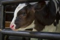 Close-up cute calf face image at the farm Royalty Free Stock Photo