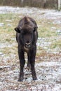 Calf of Large brown wisent or european brown bison with small horns and brown eyes in the winter forest looking at the Royalty Free Stock Photo