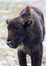 Calf of Large brown wisent or european brown bison with small horns and brown eyes in the winter forest looking at the Royalty Free Stock Photo