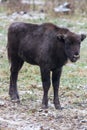 Calf of large brown wisent in the winter forest. Wild European brown bison, Bison Bonasus, in winter. European wisent in Royalty Free Stock Photo