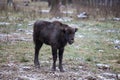Calf of large brown wisent in the winter forest. Wild European brown bison, Bison Bonasus, in winter. European wisent in Royalty Free Stock Photo