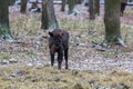 Calf of large brown wisent in the winter forest. Wild European brown bison, Bison Bonasus, in winter. European wisent in Royalty Free Stock Photo