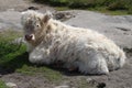 Calf laying down