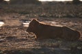 Calf laying on the sunlit ground at Akrotiri Marsh. Limassol District, Cyprus