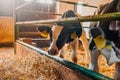 Calf in livestock farm barn Royalty Free Stock Photo