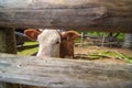 A calf looking though wooden fence. Rural farmland Royalty Free Stock Photo