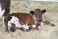 Calf lying in the straw near his mother cow