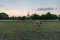 The calf in the meadow with a background of Buddha.