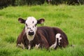 Calf in a meadow.