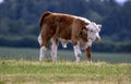 Calf on the meadow bull Royalty Free Stock Photo