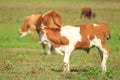 Calf on meadow, cows on pasture in background