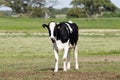 Calf in a Farm Meadow Royalty Free Stock Photo