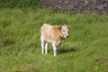 Calf in a meadow