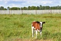 Calf of milk cow pasturing at grassland with fence Royalty Free Stock Photo