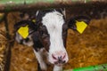 Calf at modern agriculture stable Royalty Free Stock Photo