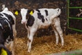 Calf at modern agriculture stable Royalty Free Stock Photo