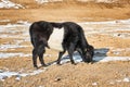 Calf Mongolian yak black-and- white color Royalty Free Stock Photo