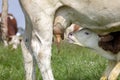 Calf, montbeliarde, going to drink milk, peeks up, with the udders of her standing, suckling mother in front of her face