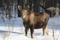 A calf moose waits for mom Royalty Free Stock Photo