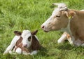 Calf with mother