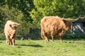 Calf and mother highland cattle in Scotland Royalty Free Stock Photo