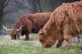 Calf and mother of Scottish Highland cattle. Horned Highland Cattle grazing on the grass near the pond. Close up of scottish highl Royalty Free Stock Photo