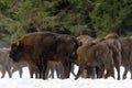 Calf and mother of wild European brown bison bison bonasus in winter pine forest. Female of adult aurochs wisent feeds