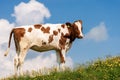 Calf on a Mountain Summer Pasture Royalty Free Stock Photo